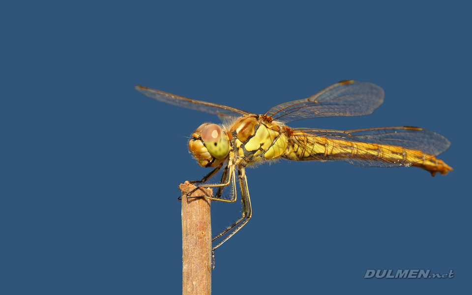 Moustached Darter (Female, Sympetrum vulgatum)